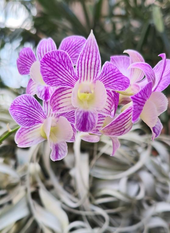 20250222_135104 Tower Hill Botanic Garden, MA.jpg - Orchid (Dendrobium johnsoniae x Nida). New England Botanic Garden at Tower Hill, MA, 2-22-2025